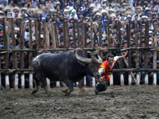 Nhiều chủ trâu vừa vào sân đã cho trâu tung đòn