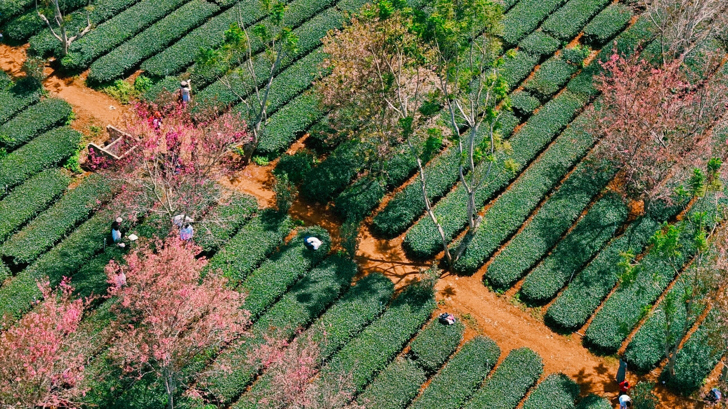 "Khí hậu trong lành, phong cảnh đẹp khiến tôi luôn dành tình yêu đặc biệt cho Đà Lạt, đặc biệt là mùa hoa mai anh đào", anh Nguyễn Võ Phước Sơn - nhiếp ảnh gia đến từ Nha Trang - chia sẻ. Ảnh: Cậu Dũng. "Khí hậu trong lành, phong cảnh đẹp khiến tôi luôn dành tình yêu đặc biệt cho Đà Lạt, đặc biệt là mùa hoa mai anh đào", anh Nguyễn Võ Phước Sơn - nhiếp ảnh gia đến từ Nha Trang - chia sẻ. Ảnh: Cậu Dũng.