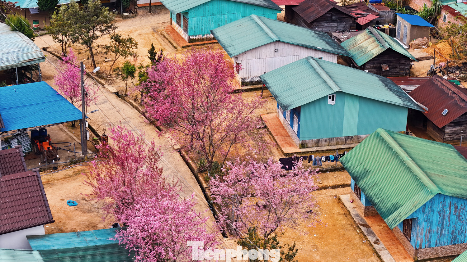 Vào dịp Tết, hoa đào nở không chỉ là dấu hiệu của mùa Xuân mà còn là phần không thể thiếu trong những ngày lễ hội của cộng đồng. Vào dịp Tết, hoa đào nở không chỉ là dấu hiệu của mùa Xuân mà còn là phần không thể thiếu trong những ngày lễ hội của cộng đồng.