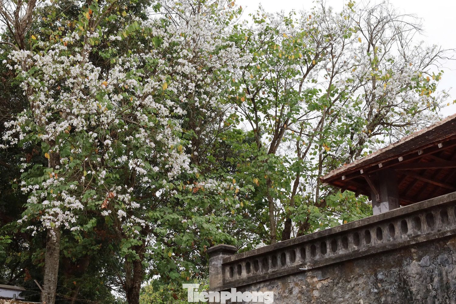Hiện nay, thiếu niên, nhi đồng, người tàn tật được miễn phí vé vào tham quan; các bác cựu chiến binh, học sinh trung học phổ thông, người dân ở vùng sâu, vùng xa, khu vực biên giới được giảm 50% giá vé. "Việc miễn giảm vé vào tham quan khu di tích nhằm thu hút các cháu học sinh đến đây tham quan, học tập về lịch sử, truyền thống yêu nước, ý chí cách mạng của các thế hệ ông cha", chị Yến chia sẻ. Hiện nay, thiếu niên, nhi đồng, người tàn tật được miễn phí vé vào tham quan; các bác cựu chiến binh, học sinh trung học phổ thông, người dân ở vùng sâu, vùng xa, khu vực biên giới được giảm 50% giá vé. "Việc miễn giảm vé vào tham quan khu di tích nhằm thu hút các cháu học sinh đến đây tham quan, học tập về lịch sử, truyền thống yêu nước, ý chí cách mạng của các thế hệ ông cha", chị Yến chia sẻ.