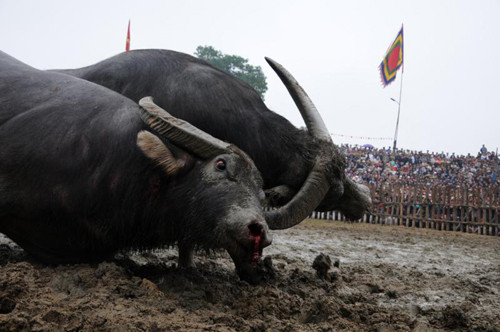 Chung cuộc, phần thắng đã thuộc về trâu số 10