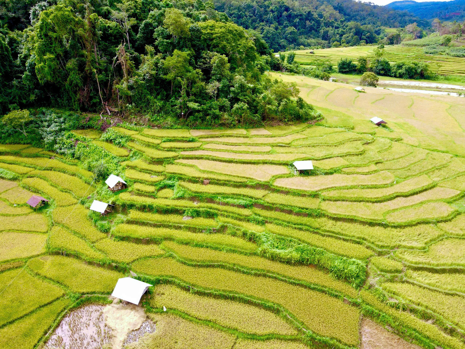 Theo người dân Kon Tu Rằng, bà con nơi đây chủ yếu trồng lúa để phục vụ nhu cầu của gia đình chứ không bán. Hiện người dân thôn Kon Tu Rằng đang canh tác lúa trên 2 khu ruộng bậc thang với tổng diện tích 48ha. Theo người dân Kon Tu Rằng, bà con nơi đây chủ yếu trồng lúa để phục vụ nhu cầu của gia đình chứ không bán. Hiện người dân thôn Kon Tu Rằng đang canh tác lúa trên 2 khu ruộng bậc thang với tổng diện tích 48ha.