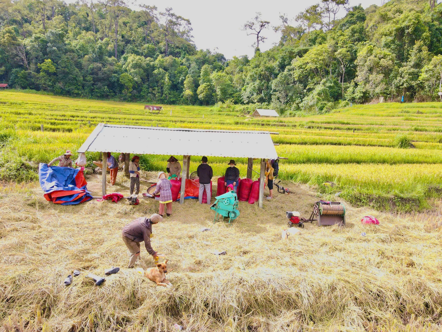 Sau khi thu hoạch xong, người dân không mang lúa về nhà mà để trong những “kho” chứa lúa nằm rải rác ở ngay trong cánh đồng theo truyền thống của đồng bào nơi đây. Sau khi thu hoạch xong, người dân không mang lúa về nhà mà để trong những “kho” chứa lúa nằm rải rác ở ngay trong cánh đồng theo truyền thống của đồng bào nơi đây.