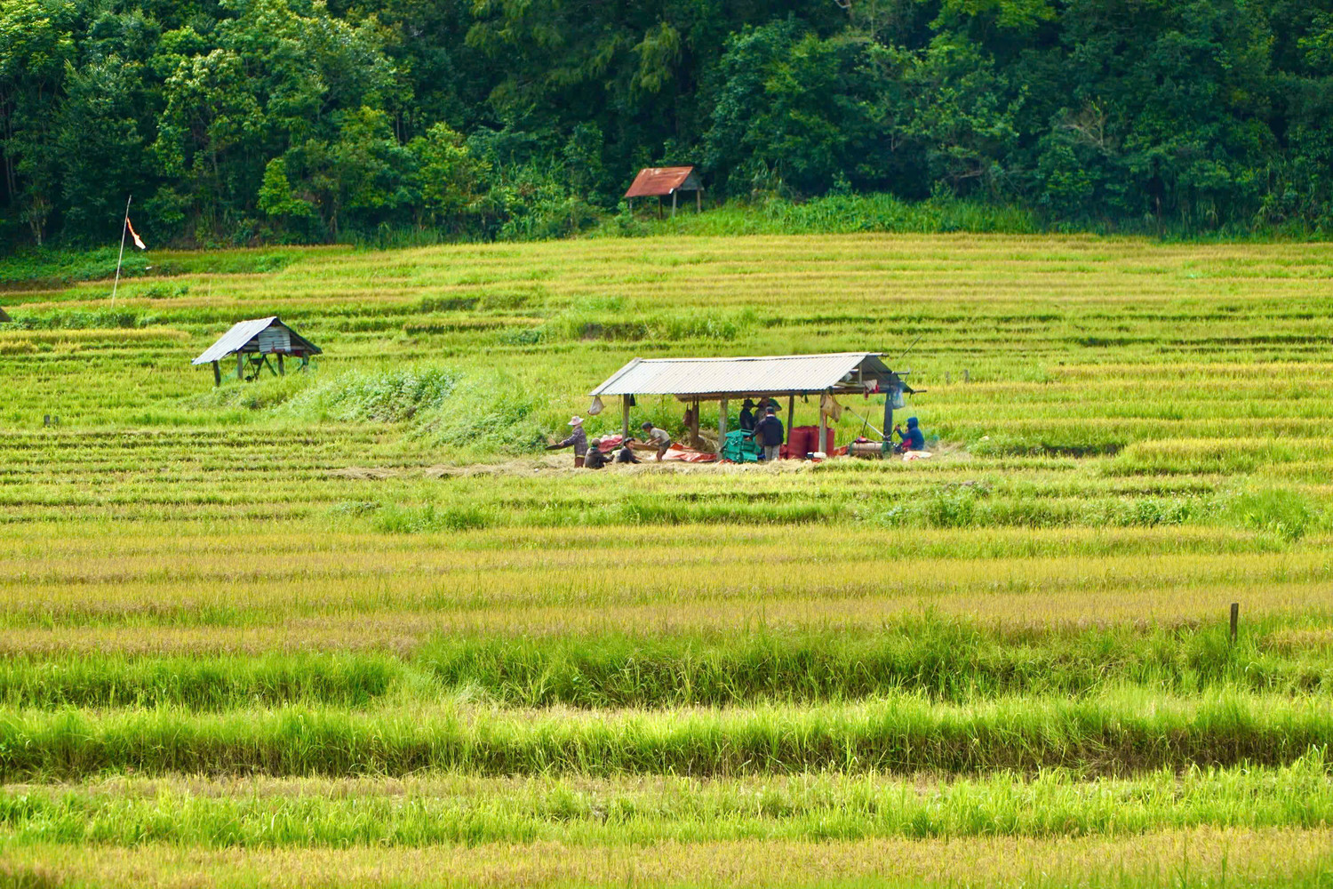 Theo người dân Kon Tu Rằng, bà con nơi đây chủ yếu trồng lúa để phục vụ nhu cầu của gia đình chứ không bán. Hiện người dân thôn Kon Tu Rằng đang canh tác lúa trên 2 khu ruộng bậc thang với tổng diện tích 48ha. Theo người dân Kon Tu Rằng, bà con nơi đây chủ yếu trồng lúa để phục vụ nhu cầu của gia đình chứ không bán. Hiện người dân thôn Kon Tu Rằng đang canh tác lúa trên 2 khu ruộng bậc thang với tổng diện tích 48ha.