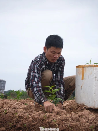 Nông dân Thủ đô tính bài toán ‘lấy ngắn nuôi dài’ sau vụ đào Tết