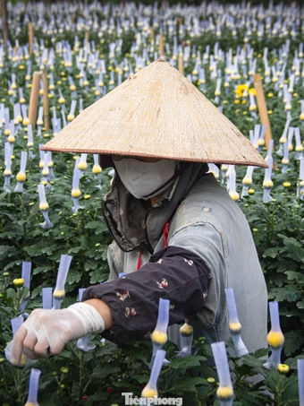 Thủ phủ hoa lớn nhất Hà Nội hối hả vào vụ Tết