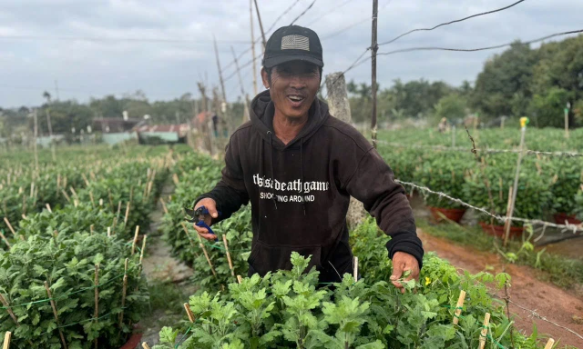 Các nhà vườn tại thủ phủ hoa cúc tất bật chăm bón, phục vụ hoa dịp Tết.