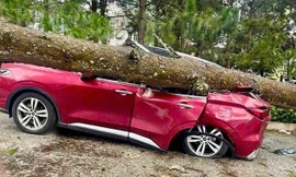 Lâm Đồng: Mưa lớn, gió mạnh quật đổ nhiều cây xanh, đè bẹp xe ô tô, tốc mái nhà