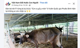 Trang mạng xã hội đăng hình ảnh đàn bò tót lai gầy trơ xương.