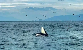 Cá voi nặng 8 tấn chết dạt vào biển Lâm Đồng, ngư dân hợp sức kéo vào bờ an táng trang trọng