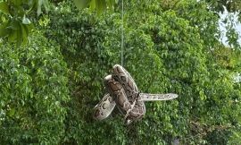 Phát hiện con trăn dài 2 mét gần bến tàu du lịch Nha Trang