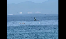 Cá voi săn mồi lại xuất hiện trong vịnh Nha Trang