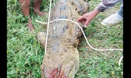 Bắt được cá sấu nặng 80kg tấn công người câu cá ở Khánh Hòa