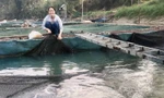 Cô gái 9X tiên phong đưa nghề nuôi cá lồng về dòng Phó Đáy