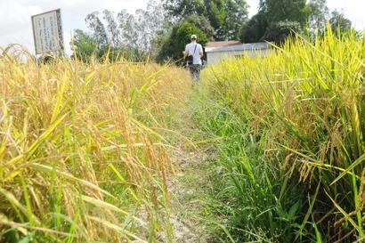 Khoảng 150 nghìn héc ta nguy cơ hạn mặn, thiếu nước