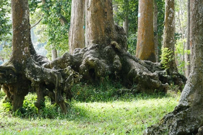 Lạ kỳ những bộ rễ cây khổng lồ tại Trà Vinh