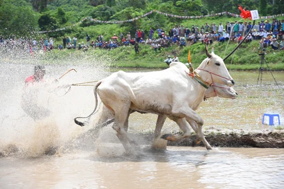 Cận cảnh màn tranh tài gay cấn ở hội đua bò An Giang