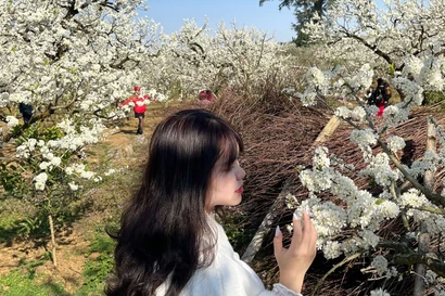 CLIP : Mùa hoa mận trắng Mộc Châu 