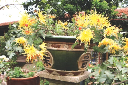 Hoàng Long Trảo có nguồn gốc từ cung đình Huế