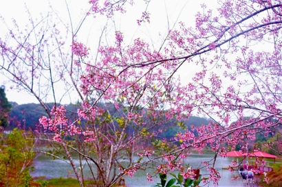 Hoa mai anh đào nhuộm đỏ thị trấn Măng Đen