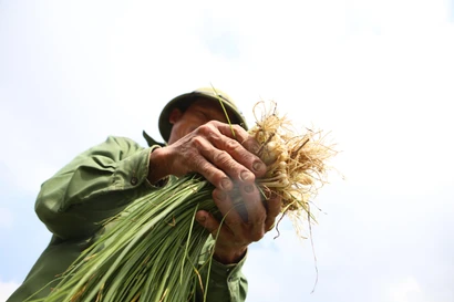 Vào vựa hành tăm lớn nhất Hà Tĩnh, xem người dân kiếm tiền triệu mỗi ngày