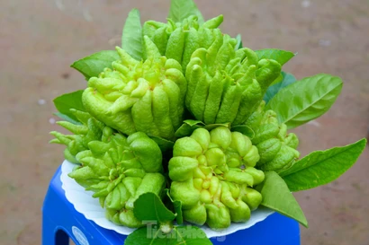 Cách chọn Phật thủ tài lộc chưng Tết