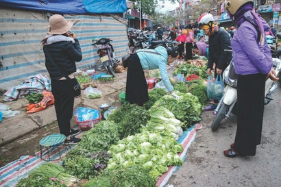 Đời thường rau cỏ 