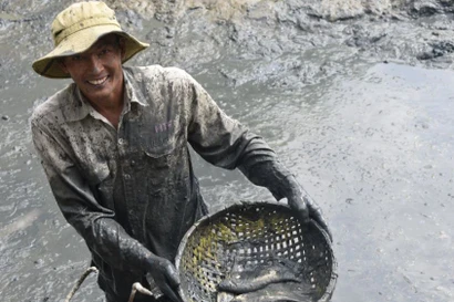 Rộn ràng tát đìa bắt cá đồng ăn Tết ở miền Tây