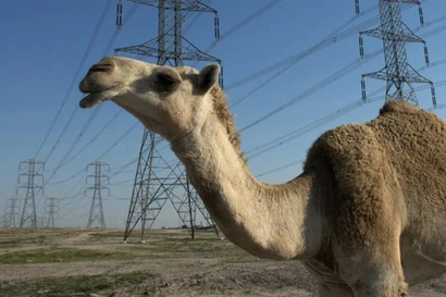 Chú lạc đà Shaheen 