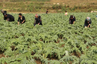 Vùng trồng và thu hái cây thuốc của Traphaco được công nhận đạt chuẩn