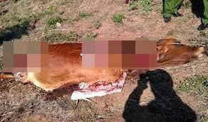 Lão nông tá hỏa phát hiện con bê của gia đình bị giết thịt vào sáng sớm