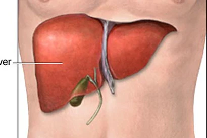 Thuốc dược liệu Boganic bổ gan vào bệnh viện