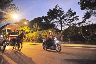 Ấn tượng những chuyến xe ngựa đêm xuân Đà Lạt 