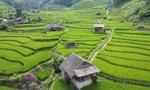 Mát mắt với màu xanh lúa non ruộng bậc thang ở Sa Pa