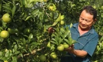 Những vườn cam trĩu quả tạo sinh kế bền vững cho bà con trên vùng núi cao của Tuyên Quang