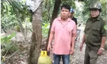 Người đàn ông bị khởi tố vì trộm hai trái mít: Đúng lý nhưng chưa hợp tình 