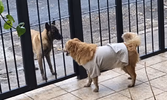Chú chó mặc áo sáng màu chơi với một chú chó bên ngoài cổng