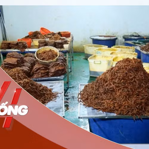 NHỊP SỐNG 24: Hô biến 600 tấn thịt trâu thành ‘khô bò’, doanh thu 21 tỷ đồng