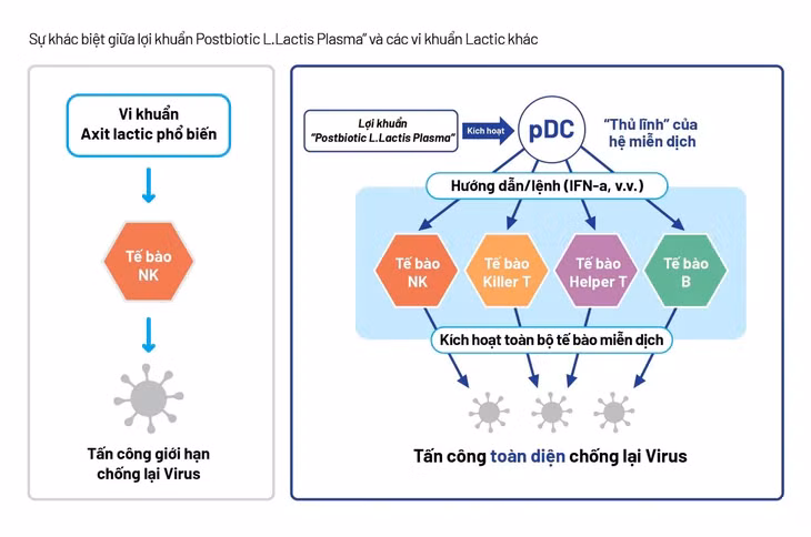 Postbiotic L.Lactis Plasma có khả năng kích hoạt trực tiếp tế bào pDC