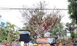 Cây mai trăm tuổi giá hơn 3 tỷ đồng ở An Giang