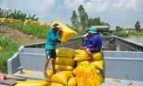 Thương nhân xuất khẩu gạo 'khát' vốn