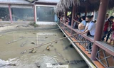 Du khách 'giao lưu' với cả đàn cá sấu 