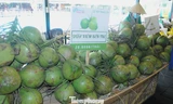 Hậu sáp nhập 3 tỉnh, doanh thu dừa tươi dồn về 1 mối lớn nhất nước