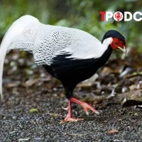 NÓNG 13/8: Từ vụ nuôi, bán gà lôi trắng nhận án 6 năm tù: Cục Kiểm lâm chỉ cách nuôi đúng luật