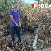 NÓNG 24/8: Vụ anh rể phá vườn cây của em vợ: Nạn nhân kháng cáo