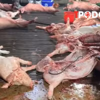 NÓNG 7/4: Vụ thịt lợn bẩn vào trường học: Chuyên gia cảnh báo gì?