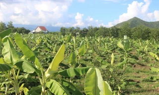 Trung tâm Dịch vụ nông nghiệp Khánh Hòa “bỏ hoang” đất công nhiều năm