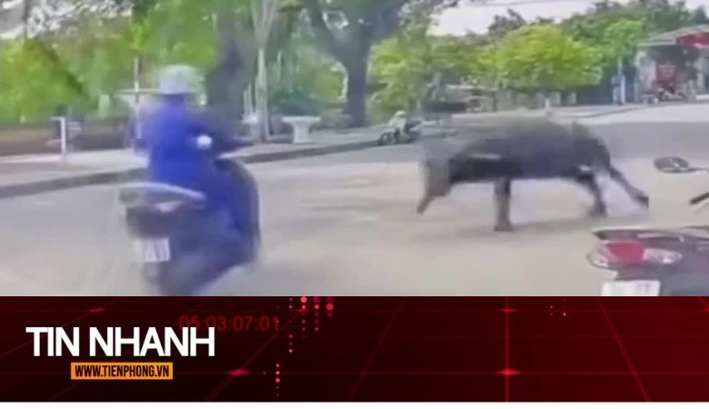 TIN NHANH: Trâu xổng chuồng húc gãy xương vai người phụ nữ: Xử lý ra sao?