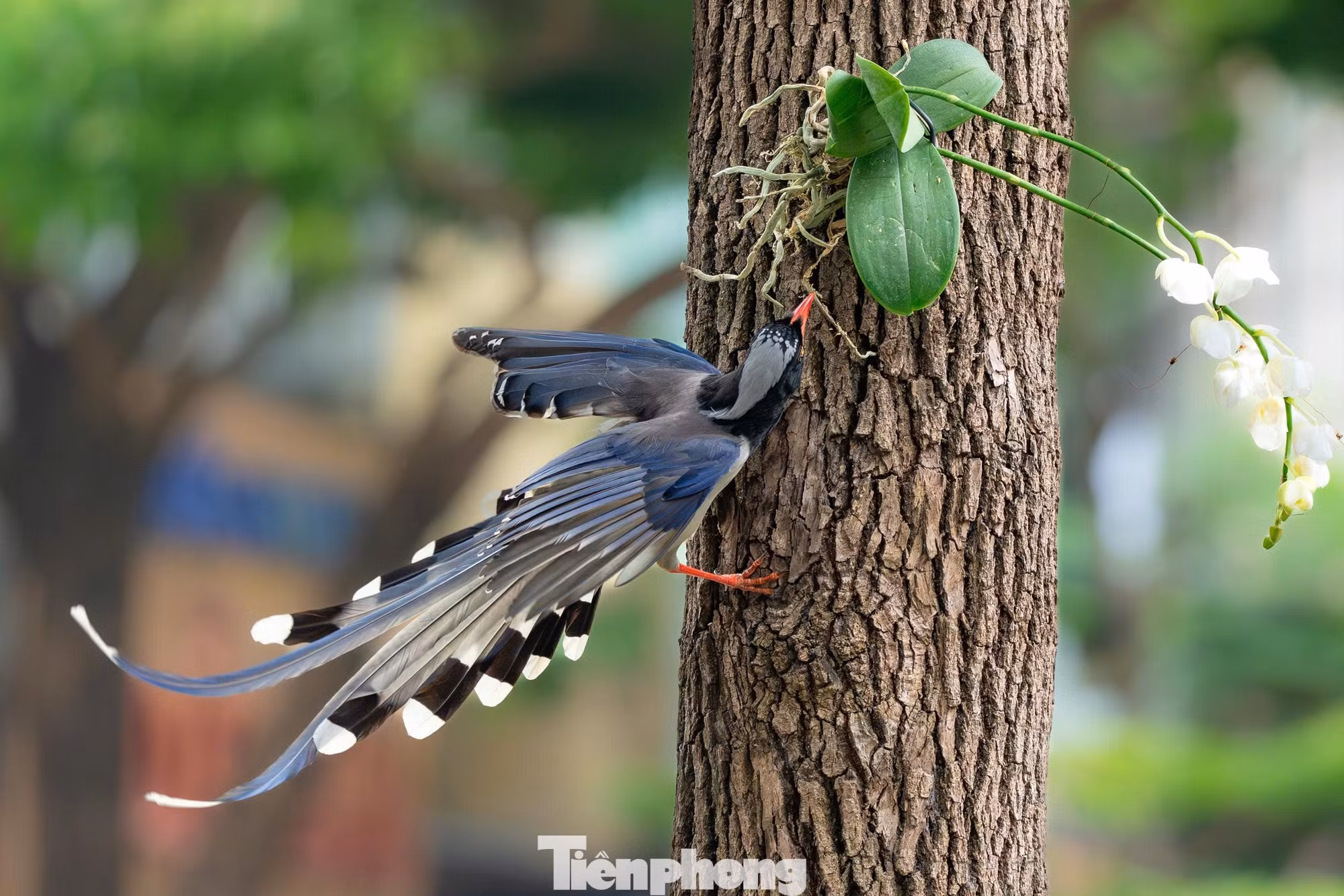 Chim giẻ cùi rực rỡ giữa phố