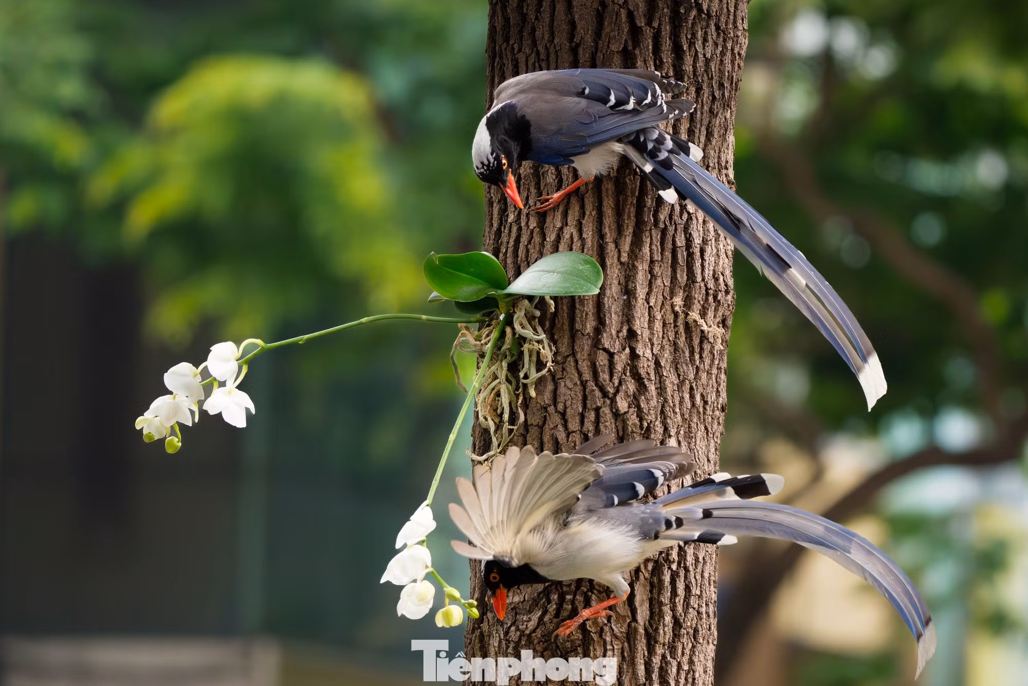 Cận cảnh loài chim Giẻ cùi mỏ đỏ